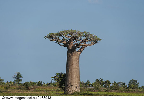 Allee der Baobabs  Affenbrotbaum (Adansonia grandidieri)  Morondava  Madagaskar  Afrika