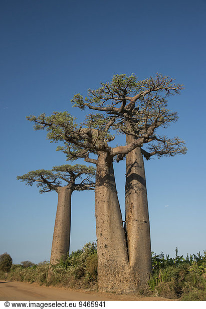 Allee der Baobabs  Zwillingsbaobab  Affenbrotbaum (Adansonia grandidieri)  Morondava  Madagaskar  Afrika