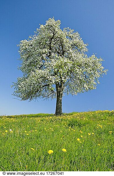 Alleinstehender  bühender Birnbaum im Frühling in blühender Wiese  Zürcher Oberland  Schweiz  Europa