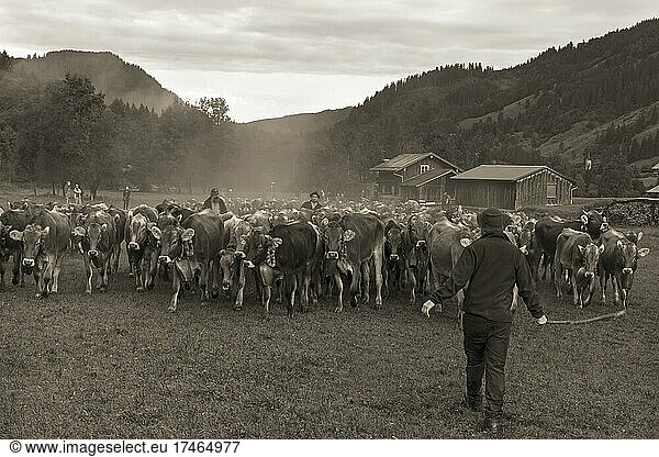 Allgäuer Kühe werden für Viehscheid im Tal gesammelt  Hinterstein  Bad Hindelang  Bayern  Deutschland  Europa