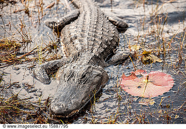 Alligator at Everglades  Florida  USA