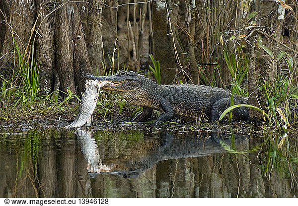Alligator Eats Snook