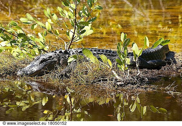 Alligator im Ding Darling National Wildlife Refuge/ alligator  Ding Darling National Wildlife Refuge  Florida  USA  Nordamerika