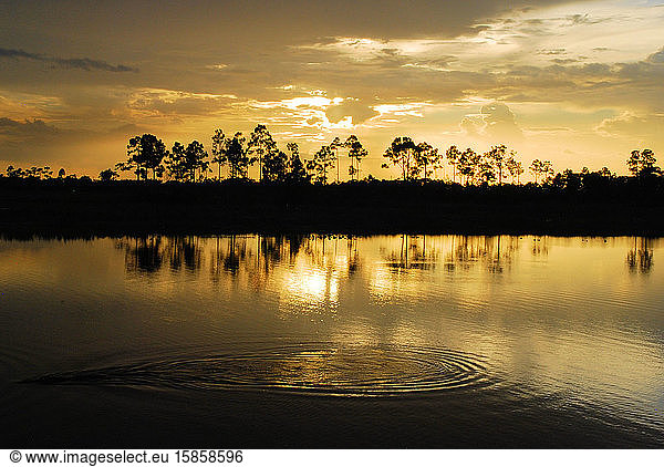 Alligator ripples at Pine Glades Natural Area