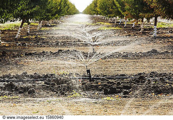 Almod tree being irrigated in California's Central Valley  which is in the grip of a four year long drought. The catastrophic drought means that no crops will grow without increasingly scarc