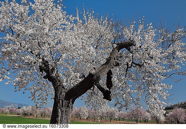 Almond blossoms  Riglos  Aragon  Spain