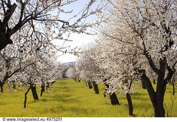 Almond orchard in bloom