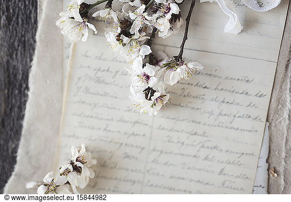 almond tree branch with blossoms resting on handwritten papers