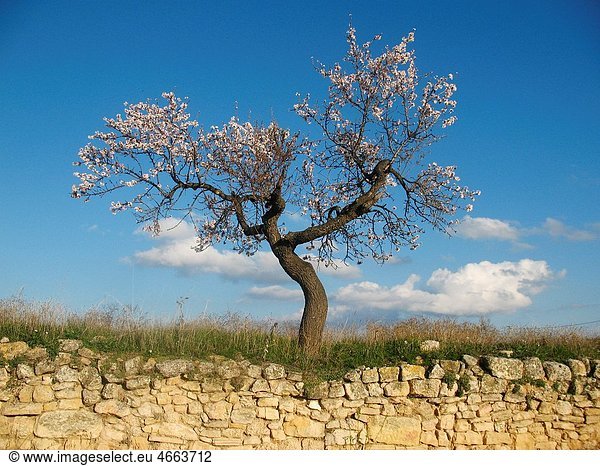 Almond tree in bloom