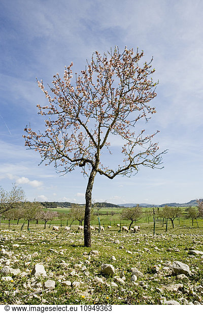 Almond tree on pasture