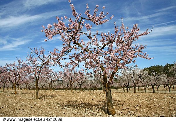 Almond tree Prunus amygdalus