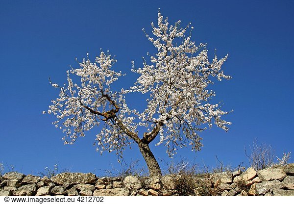 Almond tree Prunus amygdalus