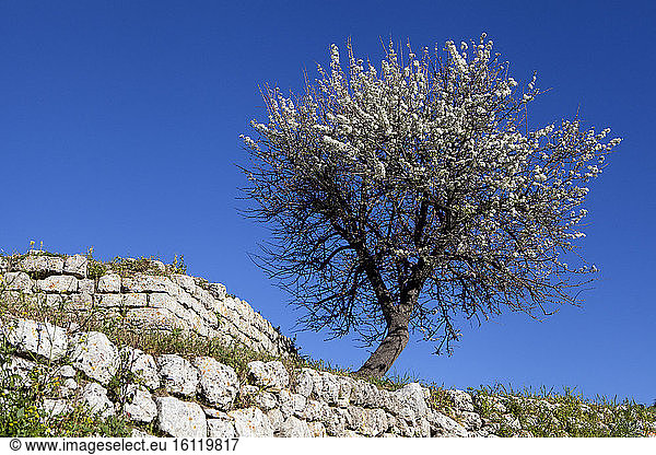 Almond tree (Prunus dulcis) in bloom and old wall  Peloponnese  Greece.
