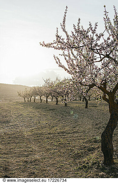 Almond trees during sunset