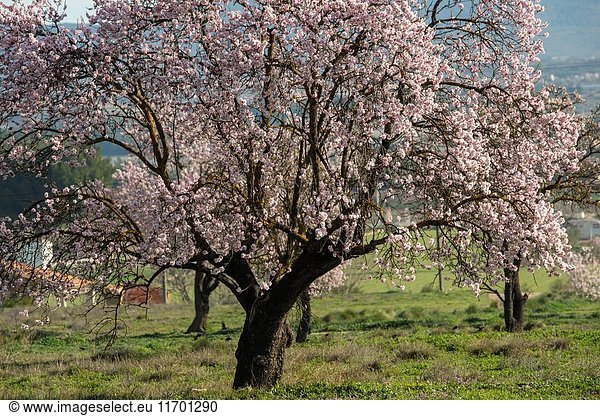 Almond trees in bloom  Almansa  Albacete province  Spain