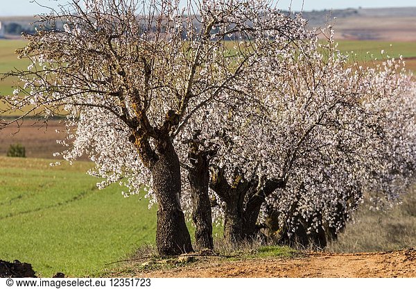 Almond trees in bloom and green sown fields. Corral Rubio. Albacete province. Spain.