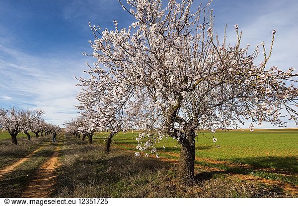 Almond trees in bloom and green sown fields. Corral Rubio. Albacete province. Spain.