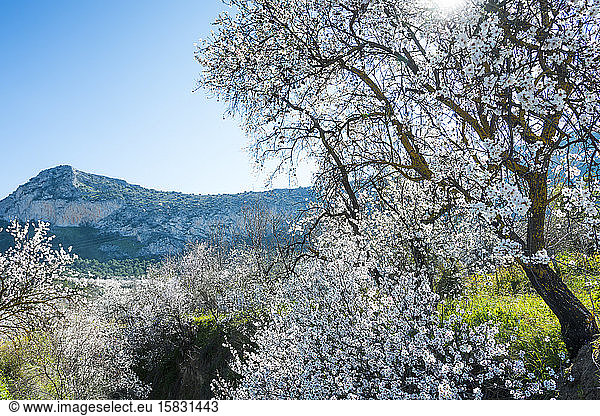 Almond trees landscape in Cuevas Bajas  Malaga  Spain