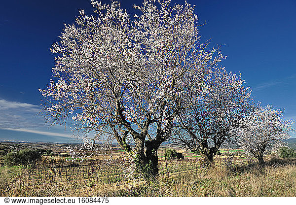 Almond trees (Prunus amygdalus) in bloom  Hérault  France