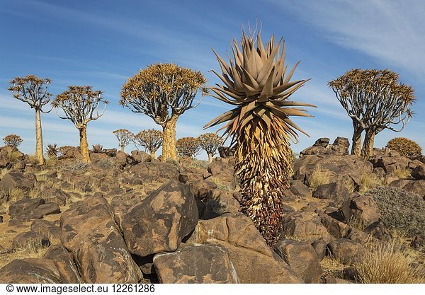 Aloe (Aloe littoralis) und Köcherbäume (Aloe dichotoma),  Köcherbaumwald bei Keetmanshoop,  Namibia,  Afrika