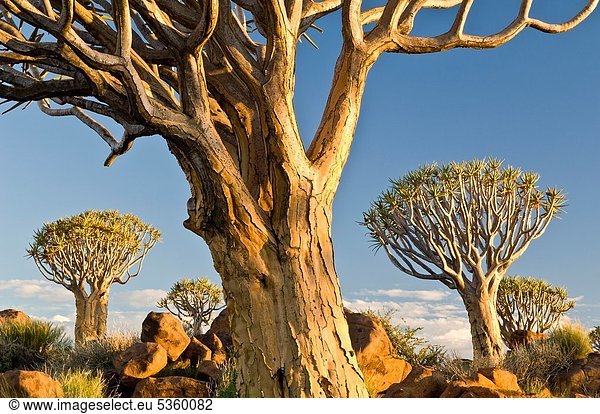 Aloe, Aloe Vera , Morgen , Baum , Beleuchtung,  Licht , früh , Namibia