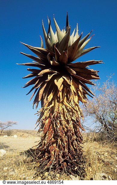 Aloe, Aloe Vera , Spiel , Namibia