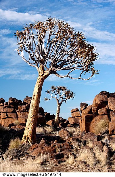 Aloe, Aloe Vera, Baum, Spielplatz, Namibia, Afrika, Keetmanshoop