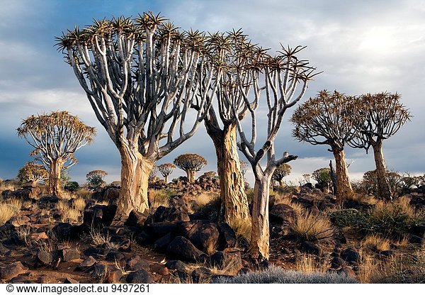 Aloe, Aloe Vera, Baum, Wald, Namibia, Afrika, Keetmanshoop