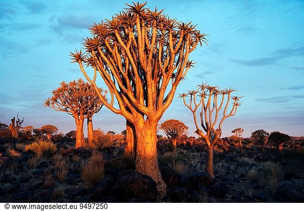 Aloe, Aloe Vera, Sonnenuntergang, Baum, Wald, Namibia, Afrika, Keetmanshoop
