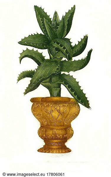 Aloe africana caulescens  eine Pflanzenart der Gattung der Aloen  Historisch  digital restaurierte Reproduktion einer Vorlage aus dem 19. Jahrhundert