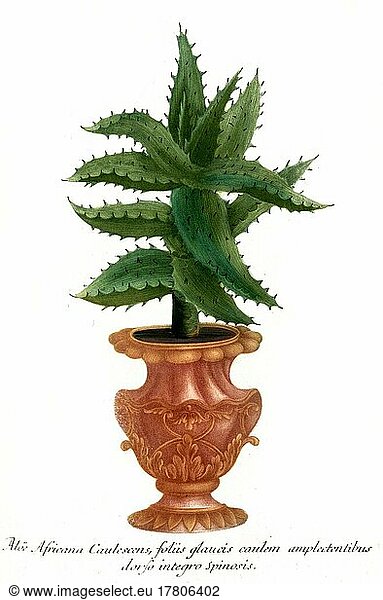 Aloe africana  eine Pflanzenart der Gattung der Aloen  Historisch  digital restaurierte Reproduktion einer Vorlage aus dem 19. Jahrhundert