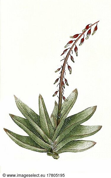 Aloe africana folio latiore maculis et verrucis albicantibus  eine Pflanzenart der Gattung der Aloen  Historisch  digital restaurierte Reproduktion einer Vorlage aus dem 19. Jahrhundert