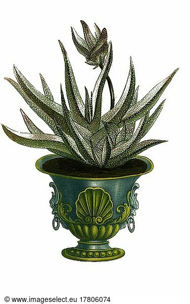 Aloe africana humilis foliis longis ab utraque  eine Pflanzenart der Gattung der Aloen  Historisch  digital restaurierte Reproduktion einer Vorlage aus dem 19. Jahrhundert