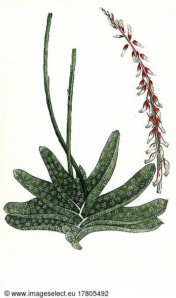 Aloe africana maculata flore rubro secunda  eine Pflanzenart der Gattung der Aloen  Historisch  digital restaurierte Reproduktion einer Vorlage aus dem 19. Jahrhundert