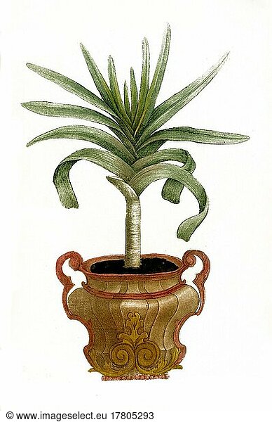Aloe africana montana arborescens non spinosa  eine Pflanzenart der Gattung der Aloen  Historisch  digital restaurierte Reproduktion einer Vorlage aus dem 19. Jahrhundert