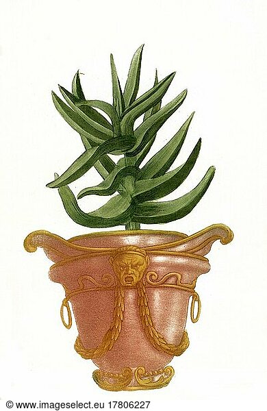 Aloe africana perfoliata glaua non spinosa  eine Pflanzenart der Gattung der Aloen  Historisch  digital restaurierte Reproduktion einer Vorlage aus dem 19. Jahrhundert