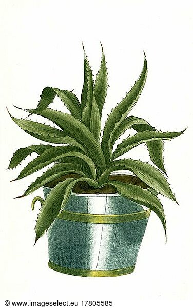 Aloe africana serrata flore rubro  eine Pflanzenart der Gattung der Aloen  Historisch  digital restaurierte Reproduktion einer Vorlage aus dem 19. Jahrhundert