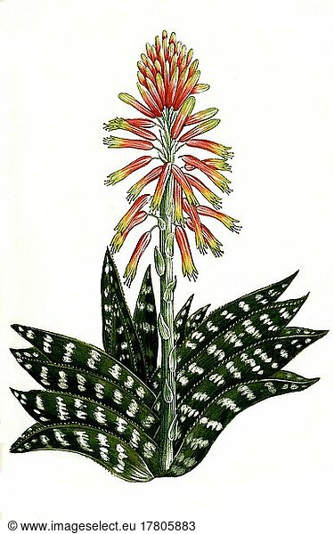 Aloe africana serrata humilis folio ex albo et viridi variega  eine Pflanzenart der Gattung der Aloen  Historisch  digital restaurierte Reproduktion einer Vorlage aus dem 19. Jahrhundert