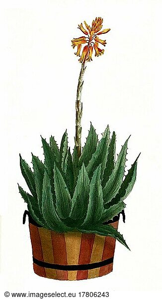 Aloe africana spinis rubris ornata  eine Pflanzenart der Gattung der Aloen  Historisch  digital restaurierte Reproduktion einer Vorlage aus dem 19. Jahrhundert