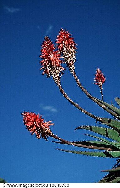 Aloe (Aloe)  Giants Caste Nationalpark  South_Africa  Baum-Aloe  Südafrika  Blumen  Pflanzen  Affodilgewaechse  Asphodelaceae  Hochformat  blühend ing