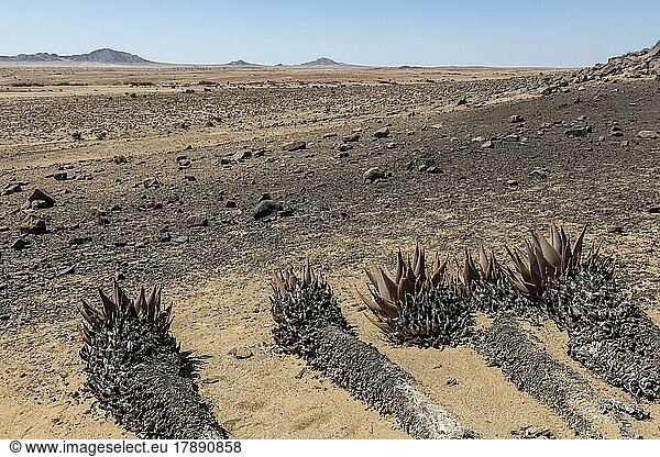Aloe (Aloe hereroensis)  Namib Naukluft Nationalpark  Namibia  Afrika