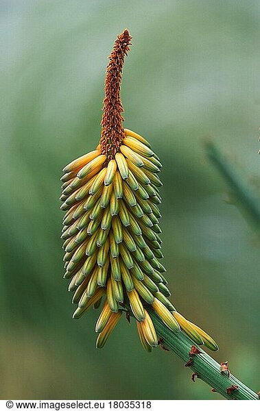 Aloe (Aloe marlothii)  Südafrika  Pflanzen  Affodilgewaechse  Aspodelaceae  Blütenstand  Blüte  Blüte  vertikal