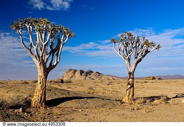 Aloe Aloe Vera  Baum  frontal  2  Namibia  Namib