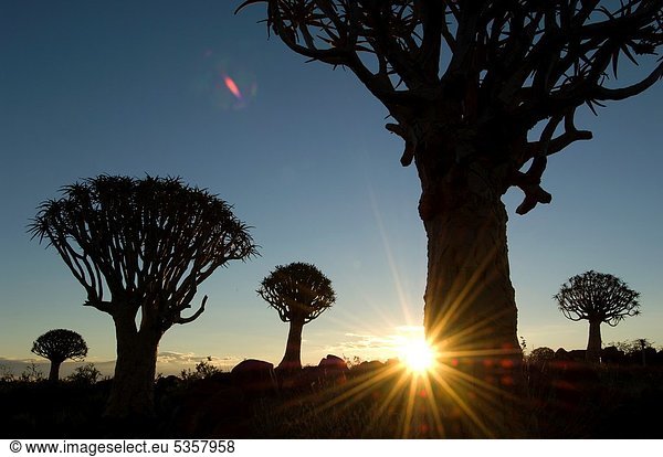 Aloe Aloe Vera  Sonnenuntergang  Baum  Silhouette  Namibia