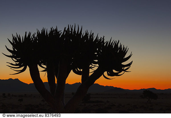 Aloe Aloe Vera  Sonnenuntergang  Baum  Silhouette  Namibia
