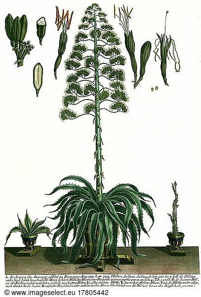Aloe americana folio mucronato  Historisch  digital restaurierte Reproduktion einer Vorlage aus dem 19. Jahrhundert