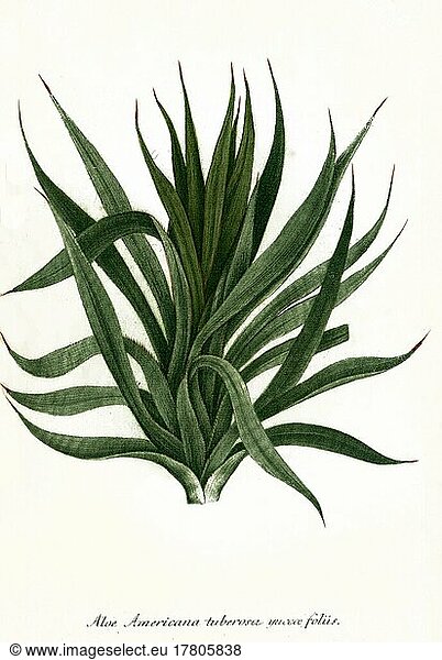 Aloe americana heute (Agave americana)  Historisch  digital restaurierte Reproduktion einer Vorlage aus dem 19. Jahrhundert