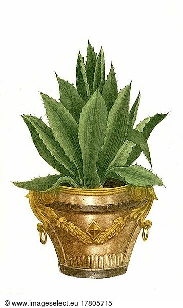 Aloe americana minor  heute (Agave americana)  Historisch  digital restaurierte Reproduktion einer Vorlage aus dem 19. Jahrhundert