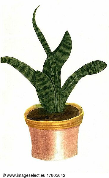 Aloe ceylanica pumila foliis variegatis  eine Pflanzenart der Gattung der Aloen  Historisch  digital restaurierte Reproduktion einer Vorlage aus dem 19. Jahrhundert