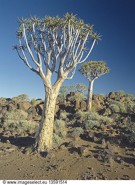 Aloe dichotoma,  Quiver tree,  Green subject.